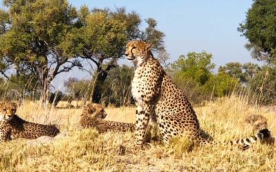 Shinde Safari camp