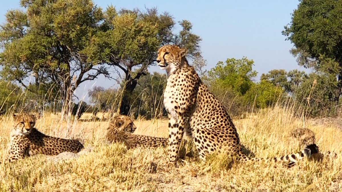 Shinde-Safari-camp-2019-1200px