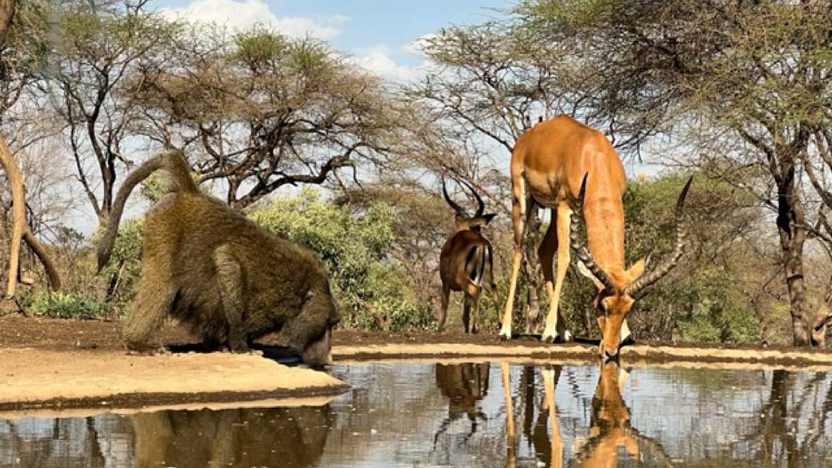 Tanzania-Safari-Camp-2-1200px